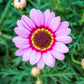 250 TRICOLOR PAINTED DAISY (Pyrenthrum Daisy) Chrysanthemum Carinatum Flower Seeds