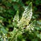 200 WHITE MIGNONETTE Reseda Alba Very FRAGRANT Flower Seeds