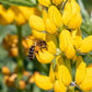 50 GOLDEN LUPINE Lupinus Densiflorus Yellow Hummingbird Flower Seeds
