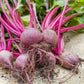 250 PIATTA D'EGITTO BEET Italian Heirloom Beta Vulgaris Cicla Vegetable Seeds