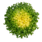 3000 GREEN CURLED ENDIVE (Frisée / Salad Endive / Moss Curled Endive / Escarole) Cichorium Endivia Vegetable Seeds