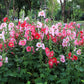 50 Mixed Colors HOLLYHOCK KING HENRY VIII Mix Alcea Rosea Flower Seeds