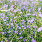1000 CHICORY (Blue Daisy / Blue Sailors / Coffeeweed / Succory) Cichorium Intybus Flower Herb Seeds