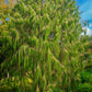 30 Mexican WEEPING PINE TREE Evergreen Pinus Patula Seeds