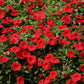 500 Fire Chief RED PETUNIA Nana Compacta Sun Annual AAS Winner Fragrant Hummingbird Flower Seeds