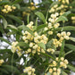 20 AUSTRALIAN BLACKWOOD TREE Black Acacia Melanoxylon Wattle Yellow Flower Seeds