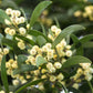 20 AUSTRALIAN BLACKWOOD TREE Black Acacia Melanoxylon Wattle Yellow Flower Seeds