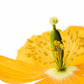 20 Yellow WELSH POPPY Meconopsis Papaver Cambricum Perennial Shade Flower Seeds