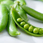 50 Super SUGAR SNAP PEA Pisum Sativum Macrocarpon Vegetable Seeds