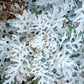 300 SILVERDUST DUSTY MILLER Cineraria Maritima Jacobaea Senecio Flower Seeds