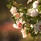 25 White & Hot Pink ROSE Of SHARON HIBISCUS Syriacus Flower Tree Bush Seeds