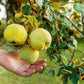 20 COMMON CULINARY QUINCE Fruit Tree Cydonia Oblonga Flowering Shrub Seeds