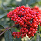 100 RED ELDERBERRY Sambucus Racemosa Scarlet Mountain Elder Bunchberry Tree Shrub Fruit Berry Seeds