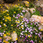 4000 VIRGINIA STOCK Malcolmia Maritima Flower Seeds