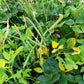 100 BLACKEYE PEA (Cow Pea / Cowpea / Southern Pea / Blackeyed Pea / Black Eye Pea) Vigna Unguiculata Vegetable Seeds
