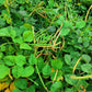 100 BLACKEYE PEA (Cow Pea / Cowpea / Southern Pea / Blackeyed Pea / Black Eye Pea) Vigna Unguiculata Vegetable Seeds