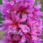 1000 PINK WINGED LOOSESTRIFE Lythrum Alatum Flower Seeds