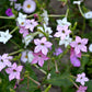 100 Heirloom MIXED COLORS NICOTIANA (Ornamental Flowering Tobacco) Nicotiana Alata Flower Seeds
