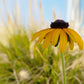 100 YELLOW CONEFLOWER Ratibida Pinnata Flower Seeds