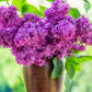 25 FRENCH / Old FASHIONED LILAC Syringa Vulgaris Flower Shrub Bush Seeds