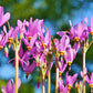 25 MIDLAND SHOOTING STAR (Flamingo Flower / Birds Bills / Prairie Pointer) Dodecatheon Meadia Flower Seeds