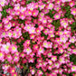 50 ROSE ROBE SAXIFRAGA Arendsii Mossy Rockfoil Evergreen Flower Seeds