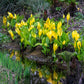 10 Yellow SWAMP LANTERN Moist Lysichiton Americanus Skunk Cabbage Flower Seeds