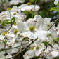 10 American WHITE FLOWERING DOGWOOD Small Tree Cornus Florida Seeds