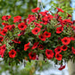500 Fire Chief RED PETUNIA Nana Compacta Sun Annual AAS Winner Fragrant Hummingbird Flower Seeds