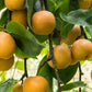 20 ASIAN PEAR TREE Pyrus Pyrifolia Oriental Japanese Fruit Seeds