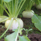 300 WHITE EGG TURNIP Brassica Rapa Vegetable Seeds