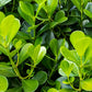 40 LITTLELEAF BOXWOOD Korean Buxus Microphylla Koreana Shrub Seeds