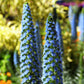40 Blue PRIDE OF MADEIRA Echium Candicans Fastuosum Nectar Flower Seeds