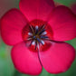 500 Red SCARLET FLAX Linum Grandiflorum Rubrum Flower Seeds