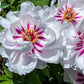 10 TREE PEONY Mountain Paeony Paeonia Suffruticosa Arborea Mixed Colors Red Pink White Purple Yellow Bicolor Flower Shrub Seeds