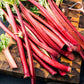 25 VICTORIA RHUBARB aka Pieplant Rheum Rhabarbarum Perennial Fruit Vegetable Seeds