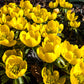 10 WINTER ACONITE Eranthis Hyemalis Yellow Sun Shade Flower Seeds