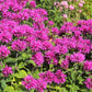 25 BEE BALM MIX Lemon Hummingbird Mint Monarda Didyma Mixed Colors Scarlet, Red, Pink, Purple, Spotted, & Salmon Flower Seeds