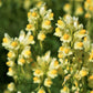 500 BUTTER & EGGS TOADFLAX Linaria Vulgaris Wild Snapdragon Bicolor Yellow Flower Seeds