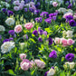 20 Mixed Colors LISIANTHUS Eustoma Grandiflorum Bluebell Gentian Flower Seeds