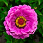 250 VIOLET QUEEN ZINNIA Elegans Purple Double Dahlia Heirloom Flower Seeds