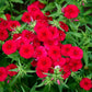800 RED DRUMMOND PHLOX (Texas Pride) Phlox Drummondii Flower Seeds