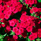 800 RED DRUMMOND PHLOX (Texas Pride) Phlox Drummondii Flower Seeds