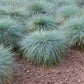 100 BLUE Sheeps FESCUE GRASS Festuca Ovina Glauca Cinerea Seeds