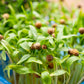 1000 CILANTRO / CORRIANDER / Chinese PARSLEY Coriandrum Sativum Herb Flower Seeds