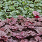 50 Palace Purple HEUCHERA / CORAL BELLS Micrantha Flower Seeds
