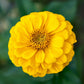 250 Yellow CANARY BIRD ZINNIA Elegans Flower Seeds