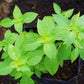1500 LEMON BASIL Ocimum Basilicum HERB Flower Seeds