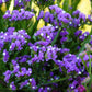 50 Purple STATICE / SEA LAVENDER Limonium Sinuatum Flower Seeds