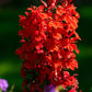 300 CARDINAL FLOWER LOBELIA Cardinalis Flower Seeds